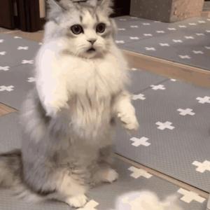 小舞婬荡的玉腿翘起漫画
